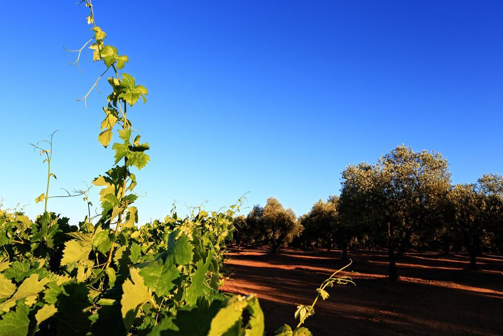 Herdade da Calada Azaruja Exterior foto