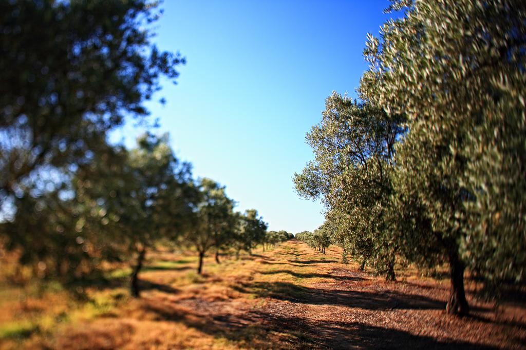 Herdade da Calada Azaruja Exterior foto